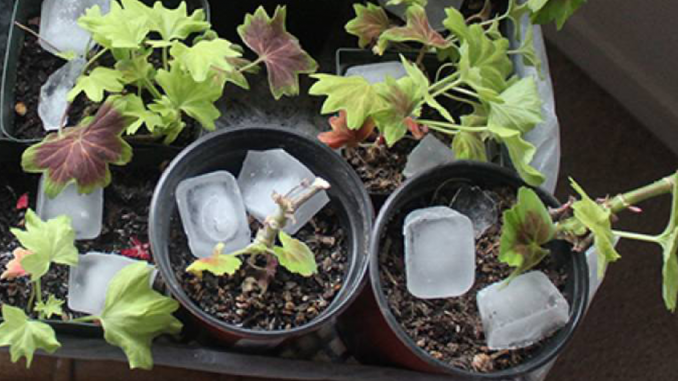 Trucul cu gheață care îți salvează plantele