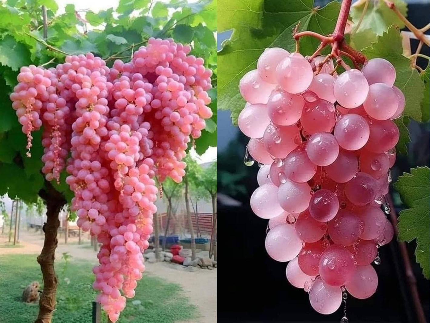 Cum să faci o detoxifiere de toamnă folosind struguri! Cum să faci o detoxifiere de toamnă folosind struguri!