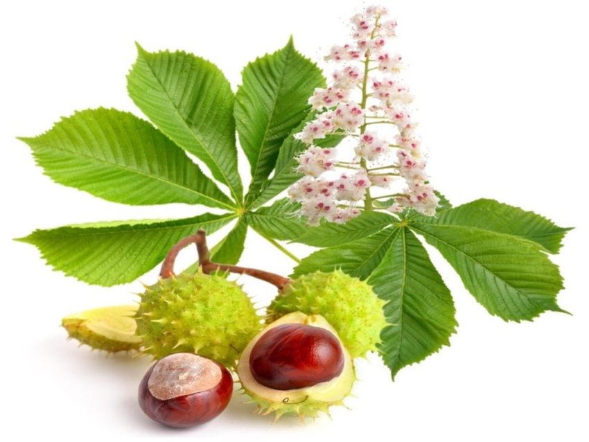 Castanul salbatic – Descriere, beneficii, proprietati, recomandari, contraindicatii